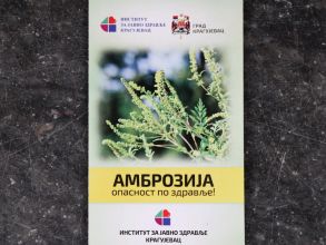 Амброзија опасност по здравље