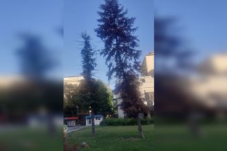 Посађено десет стабала на језеру Бубањ уместо смрче на Тргу Светог Ђорђа